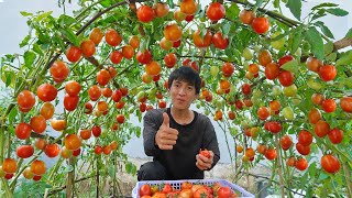 Wish I knew this method of growing tomatoes sooner Many large and succulent fruits [upl. by Evanne]