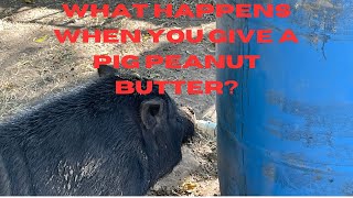 How To Build An Automatic Hog Waterer [upl. by Edythe]