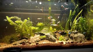 Biotope Amazonien dans mon 60l [upl. by Moise]