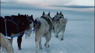 DOG YARD IN BARENTSBURGSVALBARD [upl. by Adnovahs]