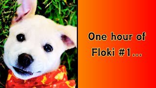 ONE HOUR OF FLOKI 1 [upl. by Ycaj]