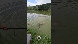 💔 fishing carps carphunter carpfishing carp carpfishinglife lake [upl. by Ambrose93]