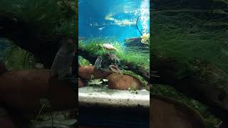 update corydoras breeding The bronze egg theif [upl. by Enneles295]