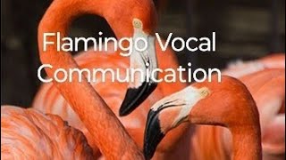 Flamingo Vocal Communication rosellureta flamingo flamingobird [upl. by Reltuc]