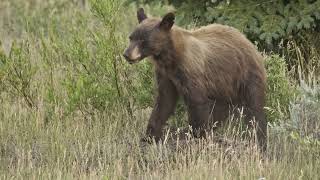 A Grizzly Bear Morning [upl. by Rola578]