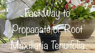 Fast Method to Propagate Maxillaria Tenuifolia [upl. by Revlys]