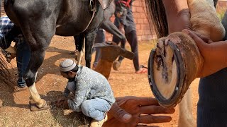 Process of Horseshoe Forging Horse Hoof Restoration amp Fitting [upl. by Keeley]