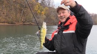 How to Catch Perch  Perch Tips using Live Minnows [upl. by Wales]