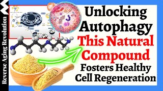 Unlocking Autophagy This NATURAL Compound Fosters Healthy Cell Regeneration [upl. by Iroc]