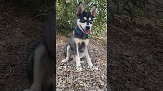 Why we ♥️ Tractive GPS pet trackers dogfluencer alaskankleekai dogmom dogaccessories [upl. by Liauqram525]