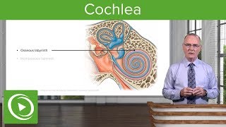 Cochlea – Anatomy of the Auditory System and Vestibular System  Lecturio [upl. by Cherry]