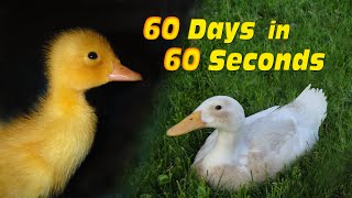 Duckling to Duck in 60 Seconds [upl. by Kaela82]