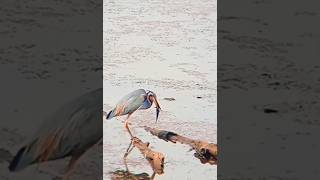 Birds how swellow thier food nature wildernesslifefood purpal herons fishing [upl. by Aicirtel423]