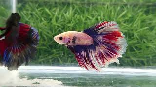 Rosetail Betta Fish [upl. by Daria]