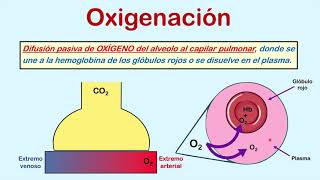 Formas para medir la oxigenación Parte 1 FiO2 PaO2 y SO2 [upl. by Ffirahs]