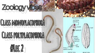 phylum mollusca class monoplacophora class Polyplacophora lec 2 bsc 1st yr [upl. by Cowley339]