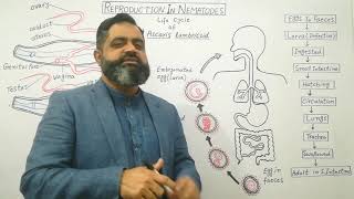 Reproduction in Nematodes Urdu Hindi medium profmasoodfuzailLife cycle of Ascaris lumbricoid [upl. by Fokos]