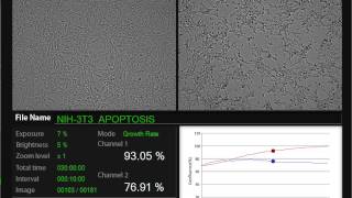 NIH 3T3 APOPTOSIS multi data through JuLI Br [upl. by Gastineau170]