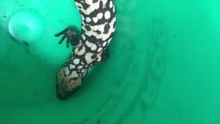 Pet Gila monster bites man who dies in what experts call a quotrare eventquot [upl. by Aina]