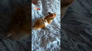 🐹Hamster runaway💨 hamsters hamsterkombat escape shortvideo diy [upl. by Edrea]