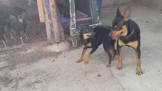 miniature pinscher mating [upl. by Phillie]