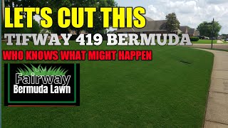 BERMUDA Tifway 419 Time to cut [upl. by Rellim364]