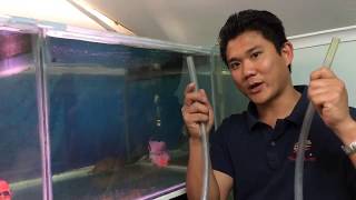 Safe and easy ways to start a siphon for aquarium water changes [upl. by Haliek]