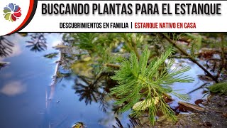 🌿 Buscando PLANTAS ACUÁTICAS para el ESTANQUE  Descubrimientos en FAMILIA [upl. by Naitsirhk]