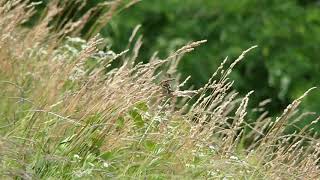 Oriental Greenfinch Takeoff from Orchard Grass [upl. by Ahseetal]