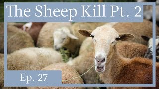 A Meatsmith Harvest Ep 27 Sheep Slaughter Part 2 [upl. by Blandina]