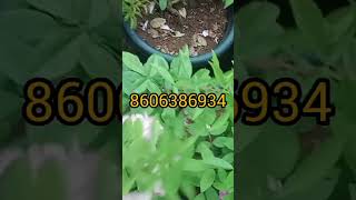 Orchid rose ownroot available 250rs8606386934nishaganthi gardening onlinesale orchidrose rose [upl. by Varhol265]