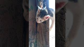 Baby  Cat Trapped Cute shortsfeed fun animals vlog reels kids love [upl. by Idham516]