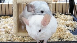 Chinchilla CUDDLE [upl. by Rosse]