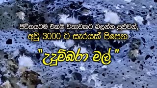 Udumbara Flowers I ඡීවිතයටම එකම වතාවකට බලන්න පුඑවන් අවු 3000 ට සැරයක් පිපෙන උදුම්බරා මල් [upl. by Nnaeiram]