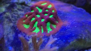 CORAL WARS Attack of the Lobophyllia MUST WATCH [upl. by Alyose]