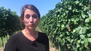 Zweigelt wine guide vineyard interview with Austrian winemaker Christina Netzl [upl. by Vaclava]