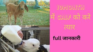 calf ko jaldi tyaar kese kre🔴 Cargill feed [upl. by Kcirrek]