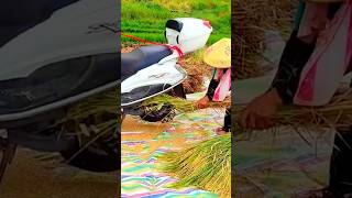 Amazing Paddy harvester Kisan Jagad by bikeshortschina agriculturemodernfarmer cropmanagement [upl. by Anauqaj]