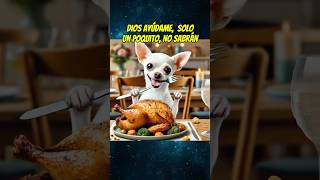 El perrito hambriento 🥘 shortsviral perros mismascotas mascotas chihuahua babypet perros [upl. by Nahtonoj671]