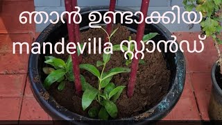 mandevilla plant in a potഎന്റെ മാൻറ്റിവില്ല [upl. by Phares]