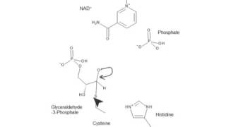 CHEM 407  Glycolysis  6  Glyceraldehyde3phosphate Dehydrogenase GAPDH [upl. by Reni821]