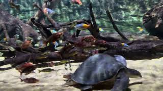 Huge fly river turtle and rainbowfish tank [upl. by Assiren45]