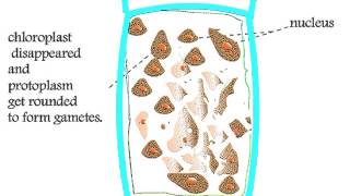 Chlorophyta Cladophora Life Cycle [upl. by Aivat]