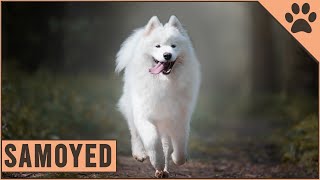 Samoyed  Everything about the dog breed [upl. by Natsud]