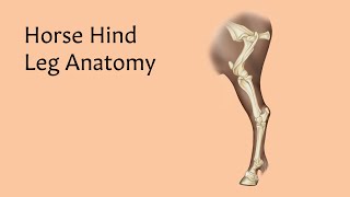 Horse Hind Leg Anatomy  AnatomyStuff [upl. by Enutrof]