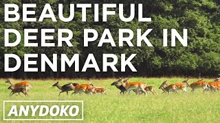 Denmarks Beautiful Deer Park in Dyrehaven [upl. by Chery]