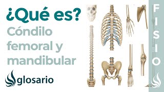 CÓNDILO  Qué es significado dónde está función lesiones del cóndilo femoral y de la mandíbula [upl. by Reisinger335]