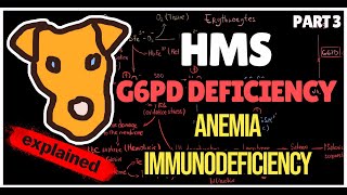 Mechanism of Glucose 6 phosphate Dehydrogenase deficiency Anemia Immunodeficiency [upl. by Bowlds452]