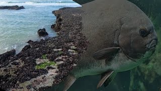 Galjoen Session Overberg Lots of Fish TheFishingMob [upl. by Laefar764]