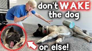 Dont Wake the Dog amp Floor is Lava Challenge [upl. by Haimehen918]